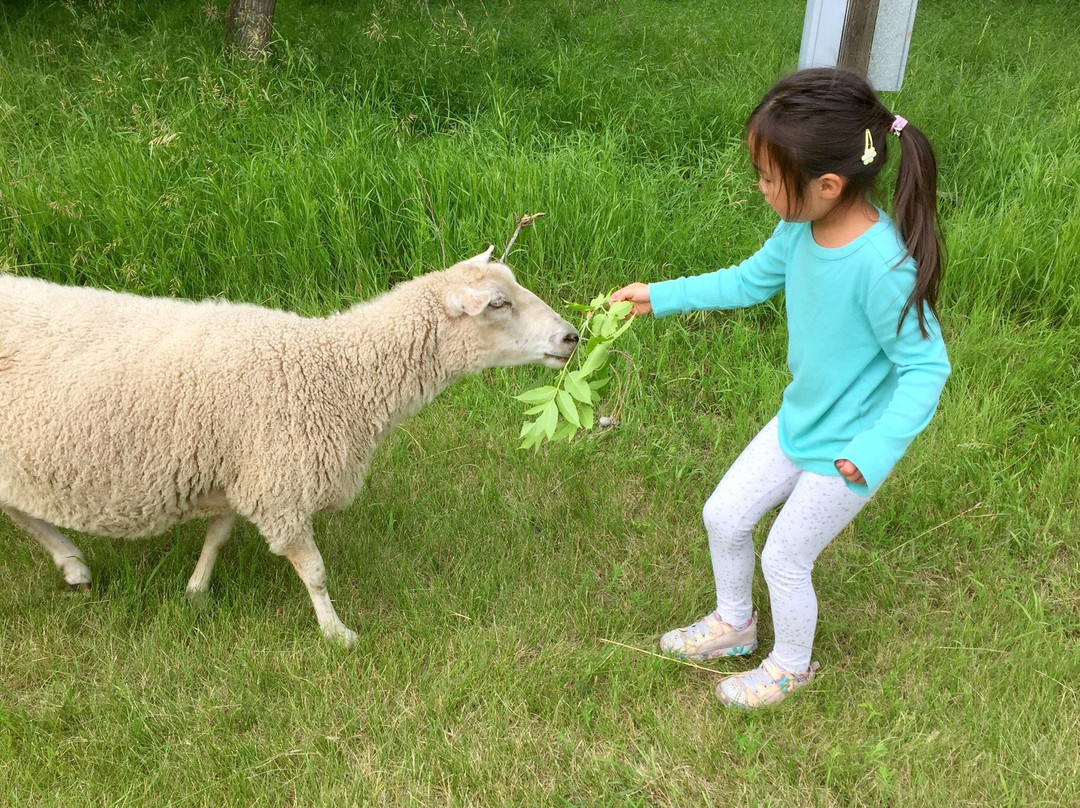 Visit the Sheep in Fort Saskatchewan-Fort Saskatchewan必去景点