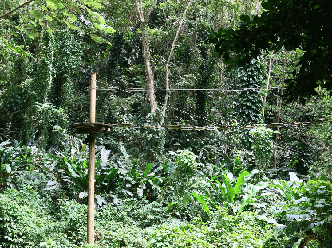 Grenada Highwire-Grand Etang National Park必去景点