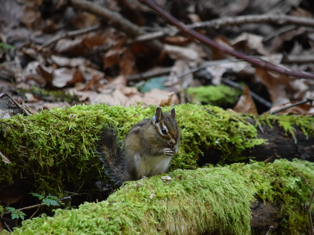 Starvation Creek State Park-Cascade Locks必去景点