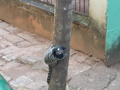 Zoologico Municipal de Sao Jose do Rio Preto-普雷图河畔圣若泽必去景点