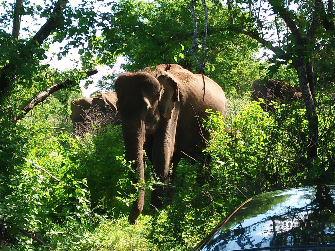 Le Green Udawalawe主图