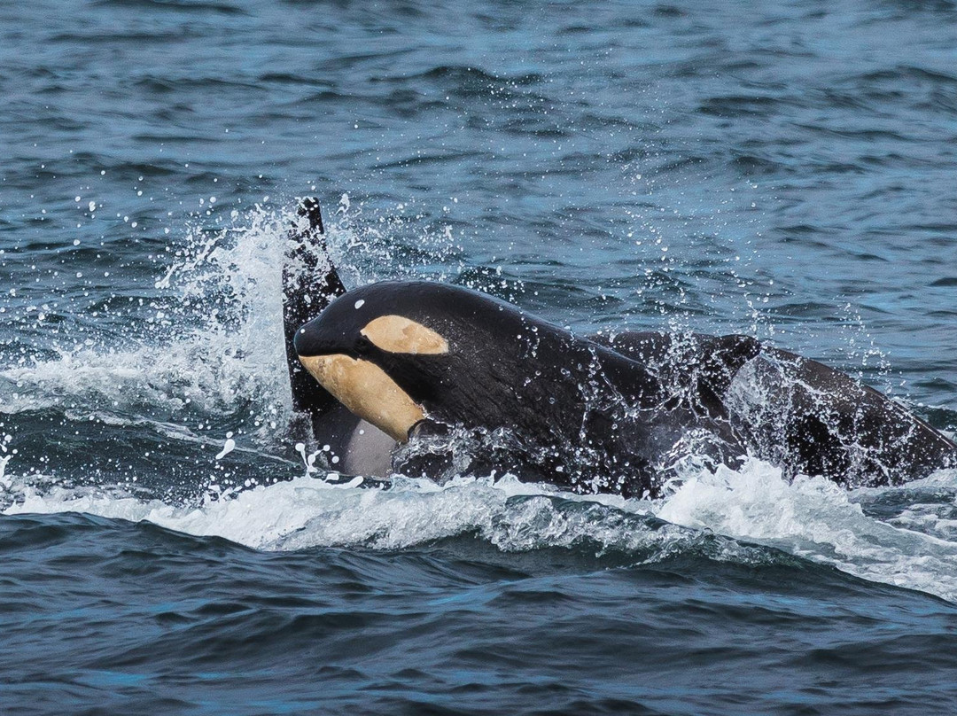 Laki Tours Whale Watching - Olafsvik景点图片