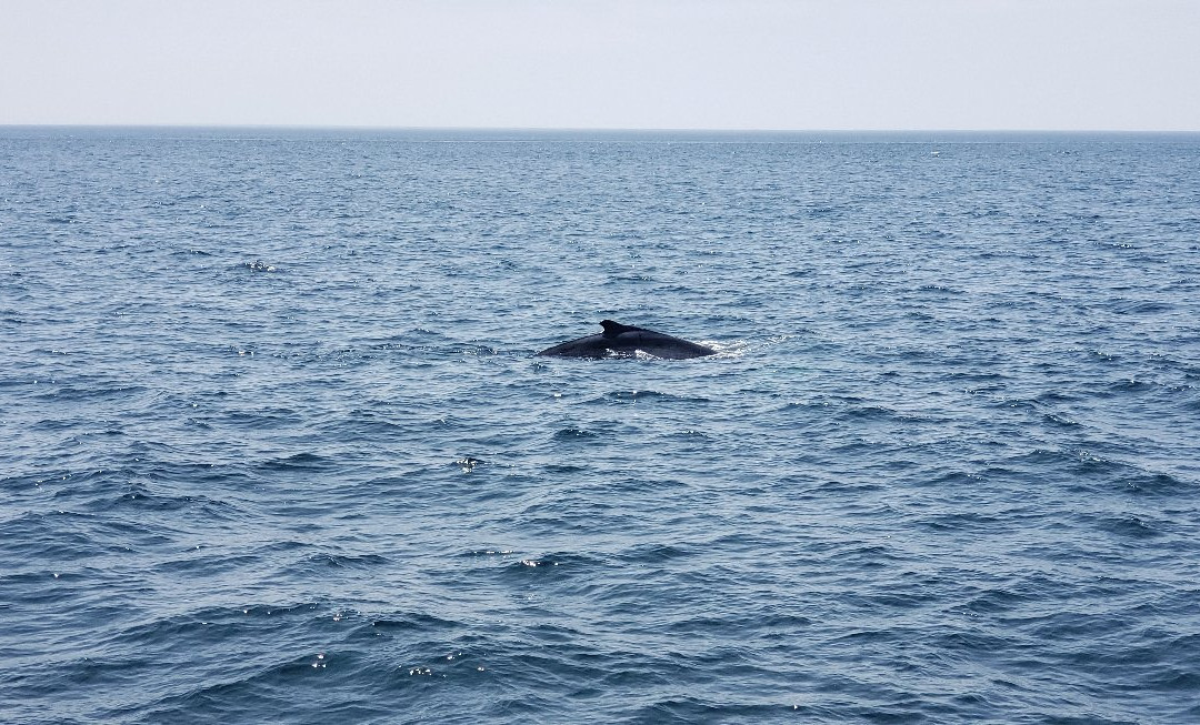 First Chance Whale Watch景点图片