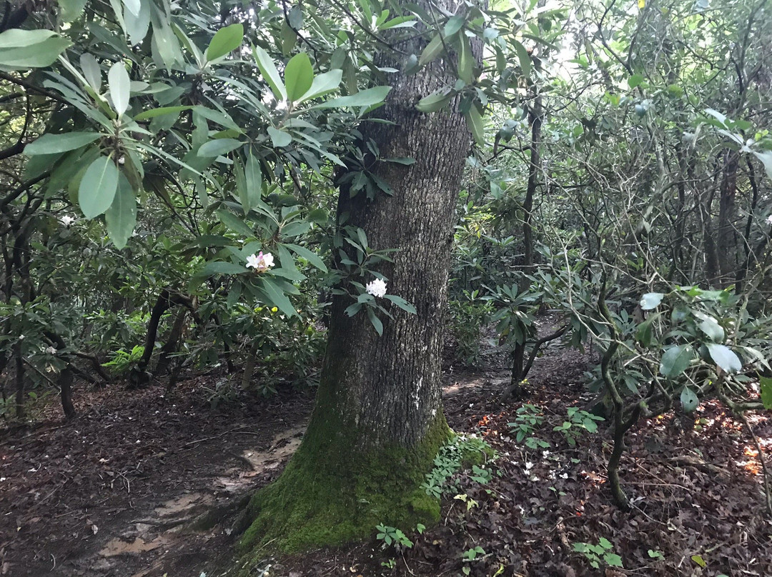 Smithgall Woods Conservation Area-海伦必去景点