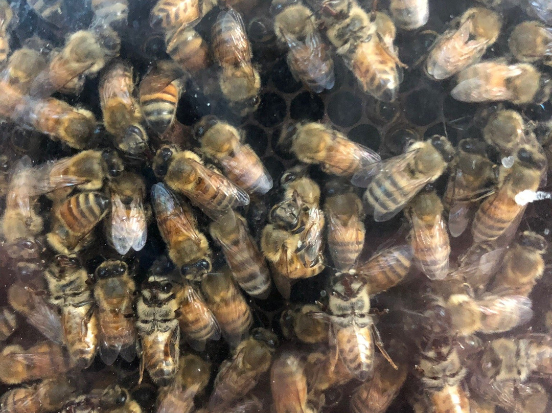 Knob Creek Farms-Lawndale必去景点