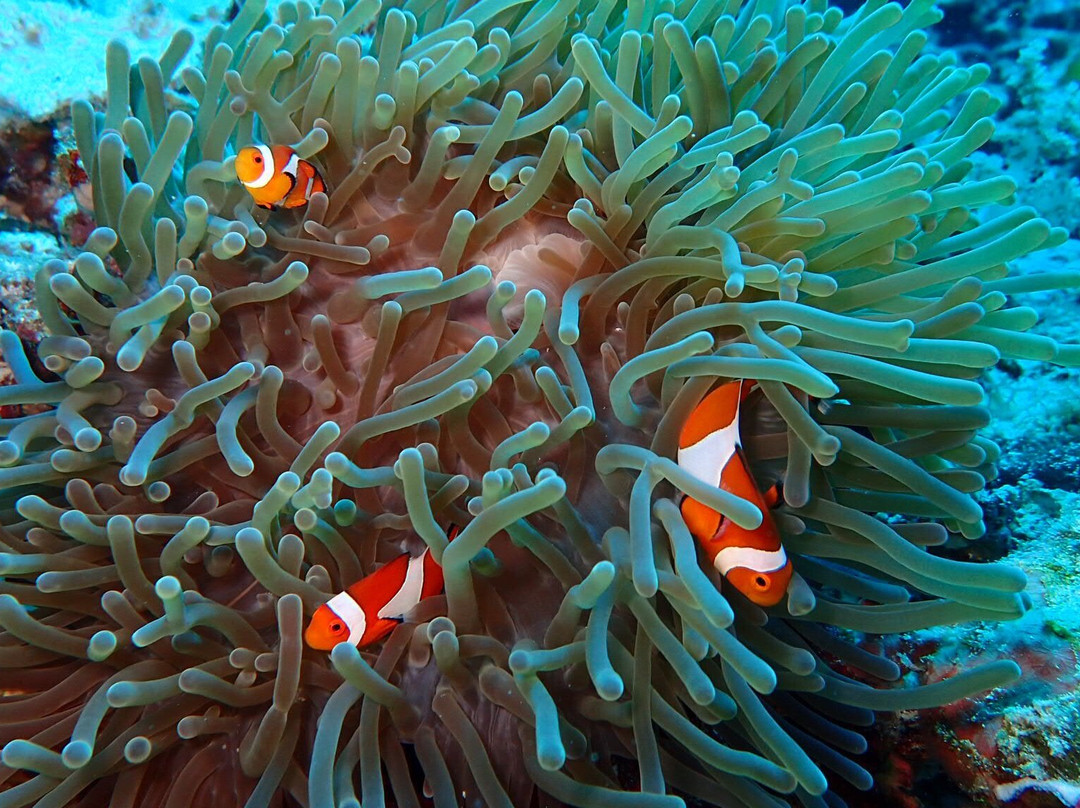 阿罗娜海盗潜水中心-塔拉瓦环礁必去景点