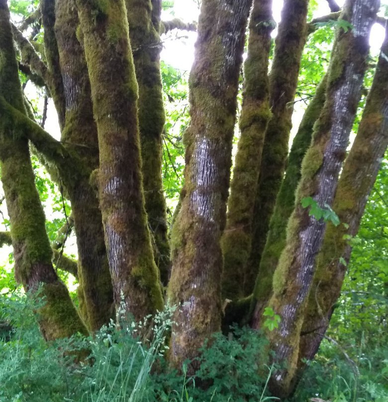 Banks-Vernonia State Trail-Vernonia必去景点