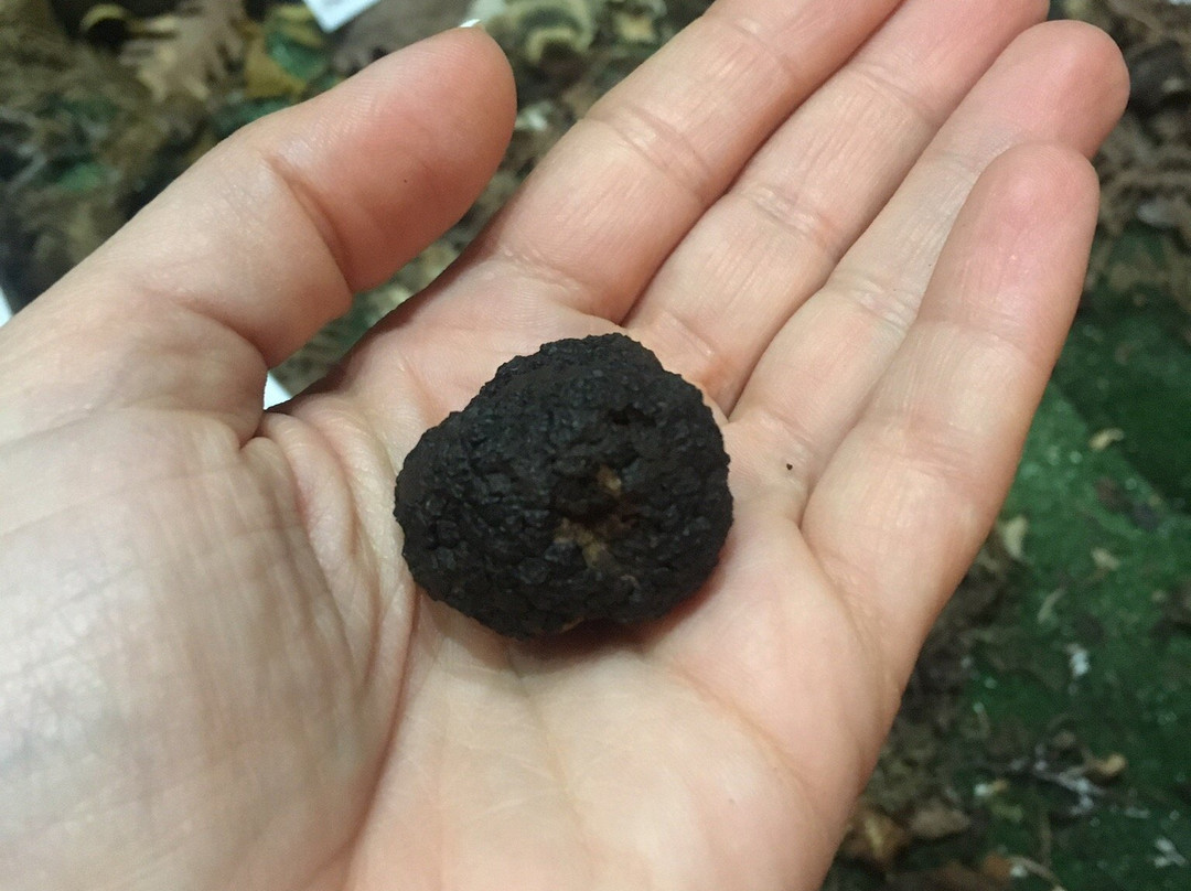 Manitarokosmos景点图片