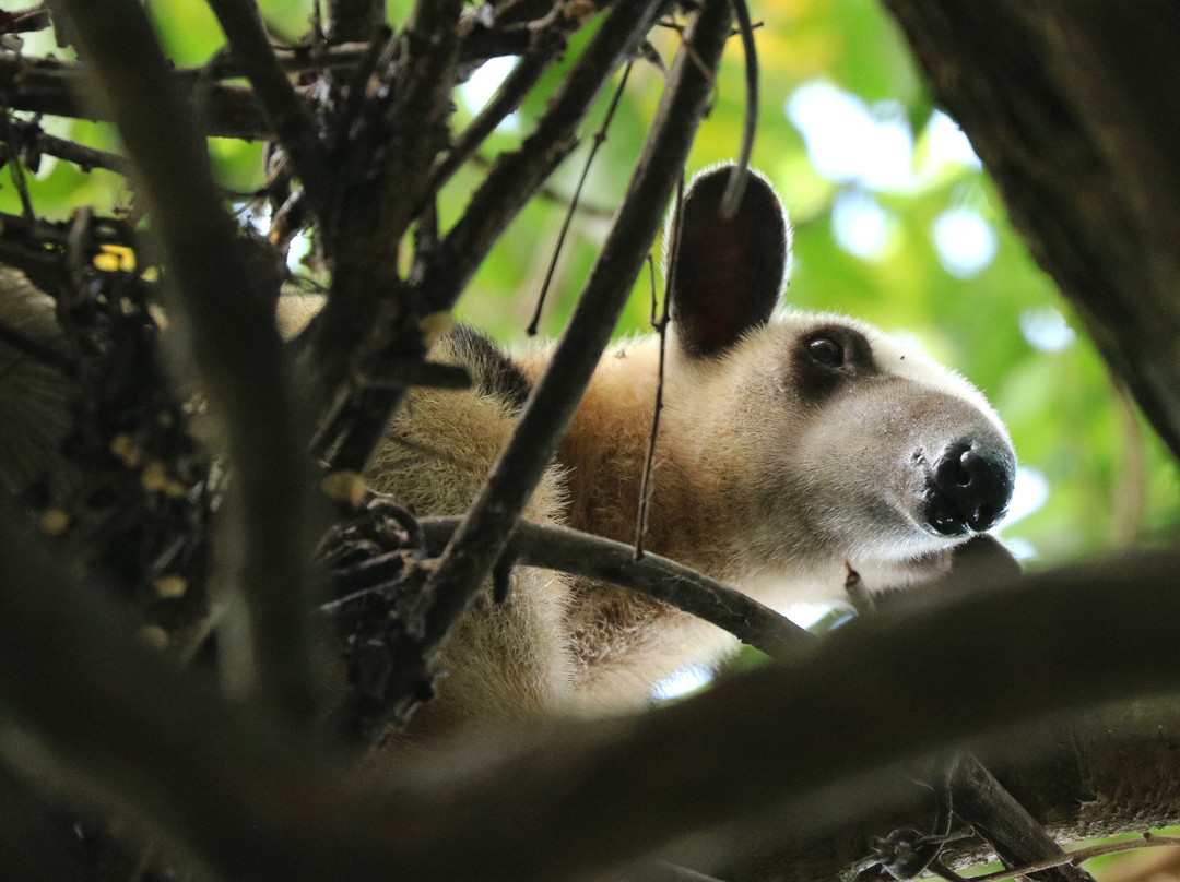 CHUCHINI Amazon Wildlife Reserve & Eco Lodge景点图片