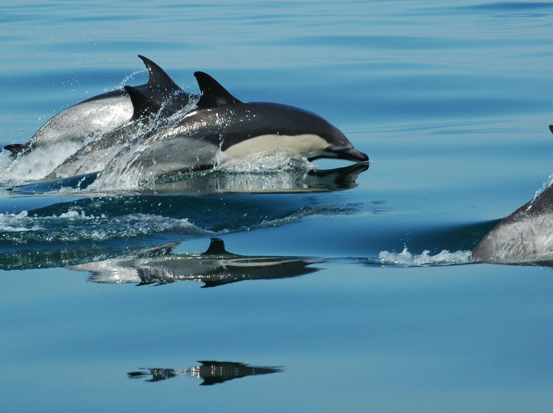 Nazaré On_da Wave-纳扎雷必去景点