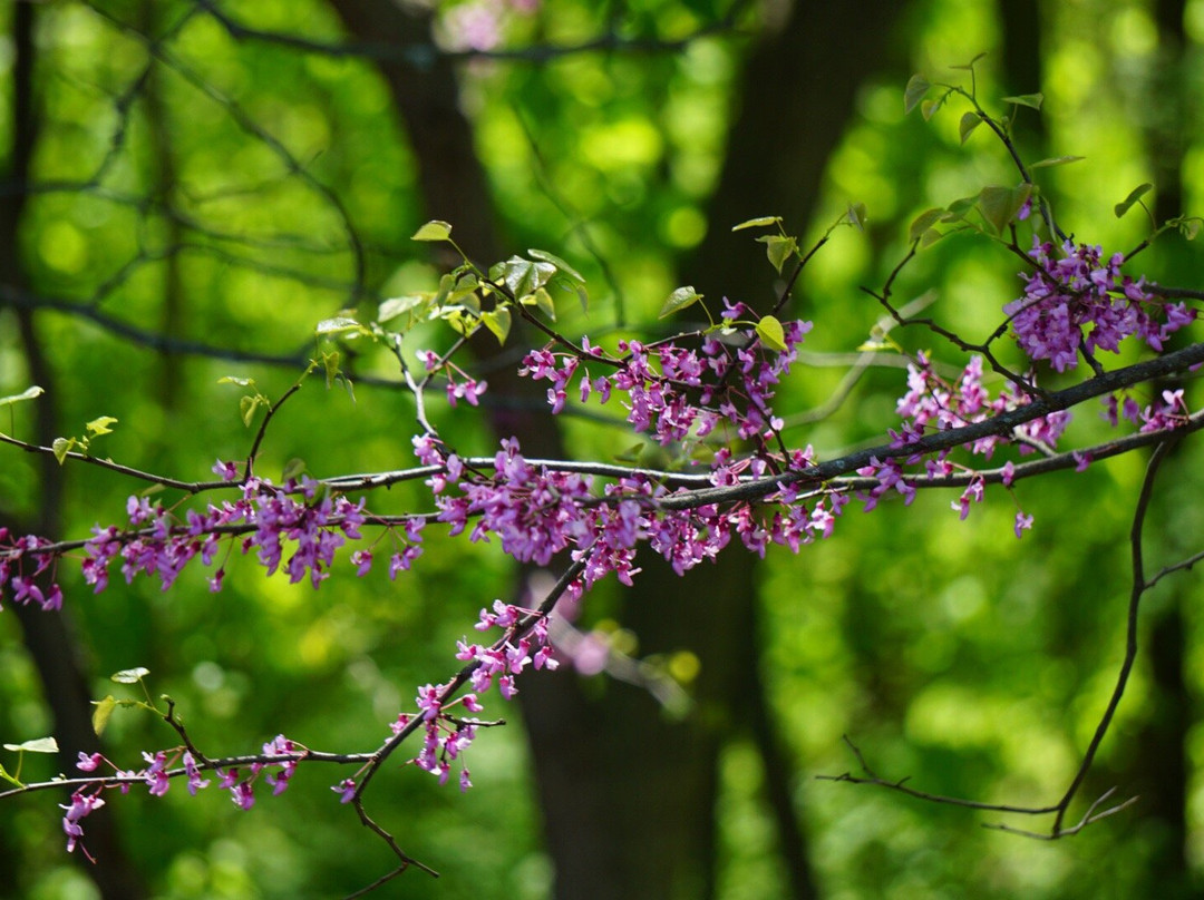 Lower Huron Metropark-Belleville必去景点