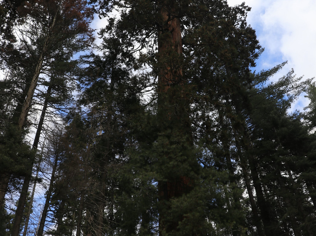 Sequoia National Park景点图片