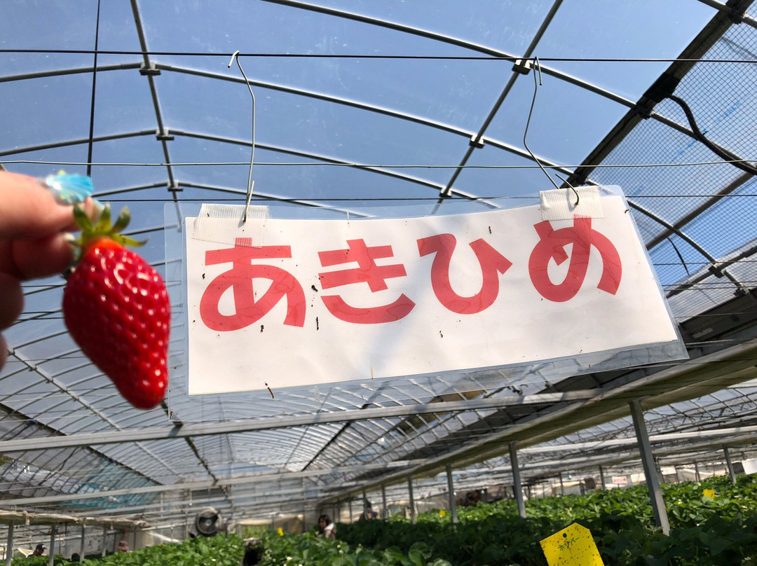 Yasuda Strawberry Farm-君津市必去景点