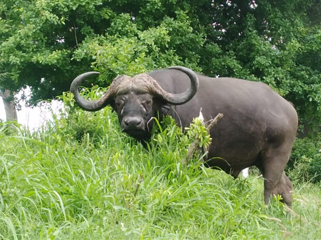 Belfast tours and safaris-雾观必去景点