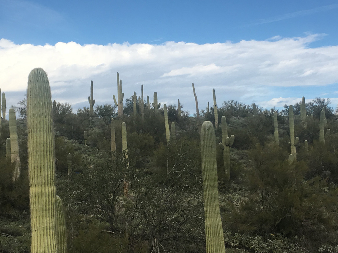Desert Foothills Library-洞溪必去景点