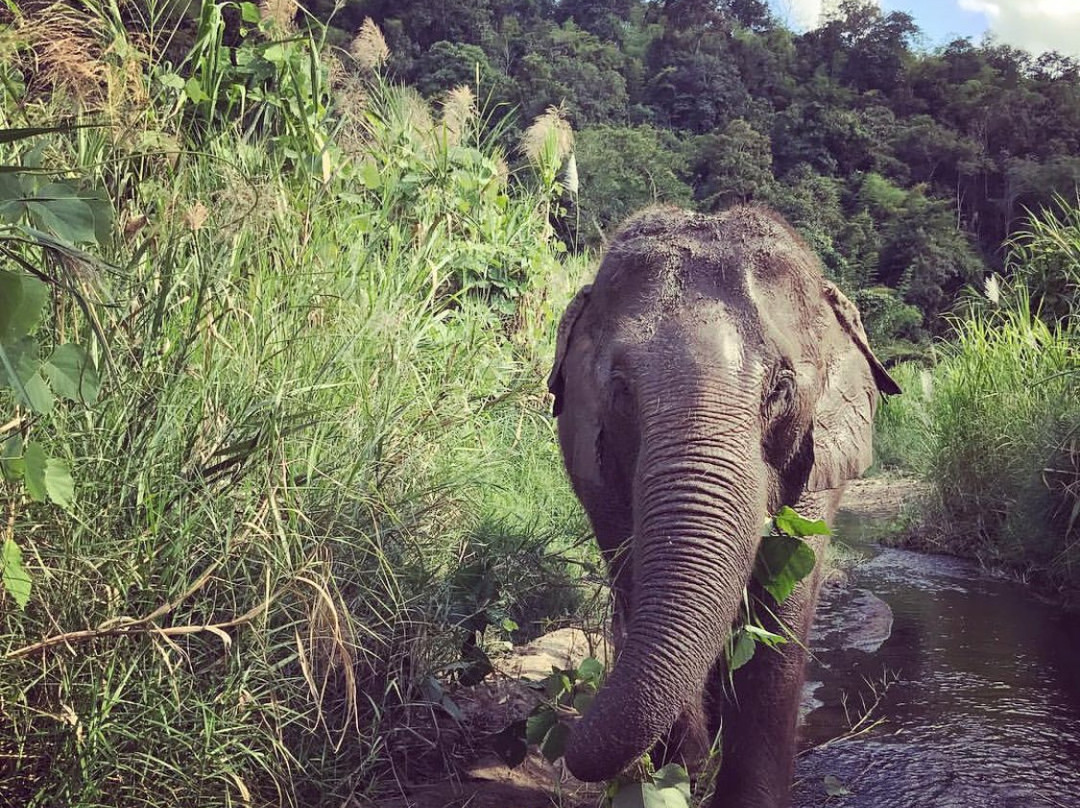 Chiang Mai Elephants Tours景点图片