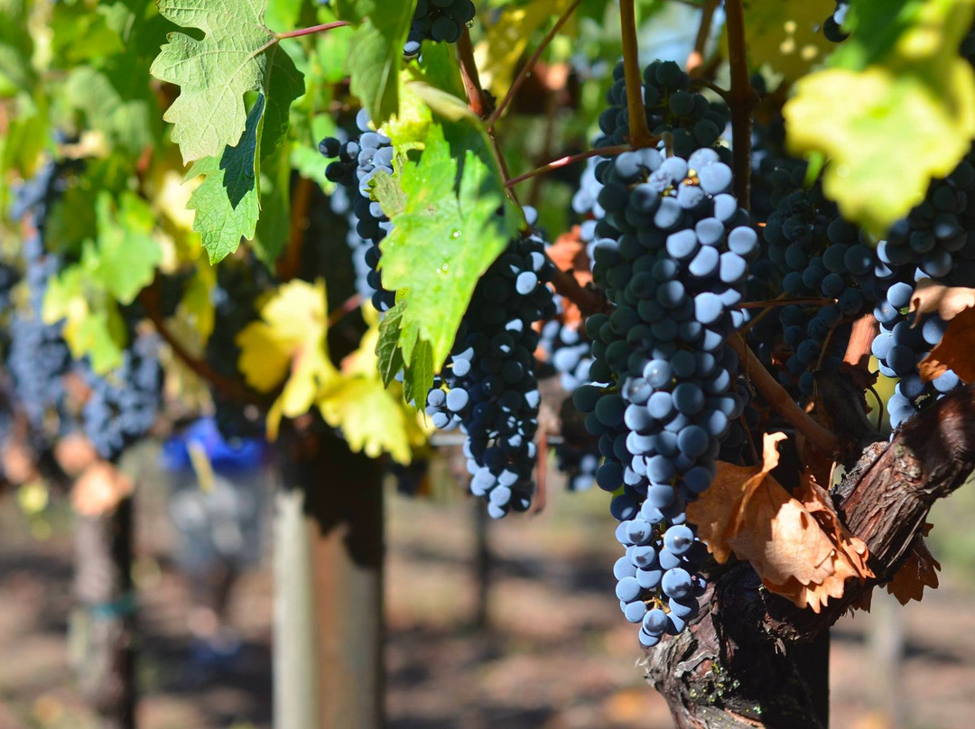 Nerkihue-Lolol必去景点