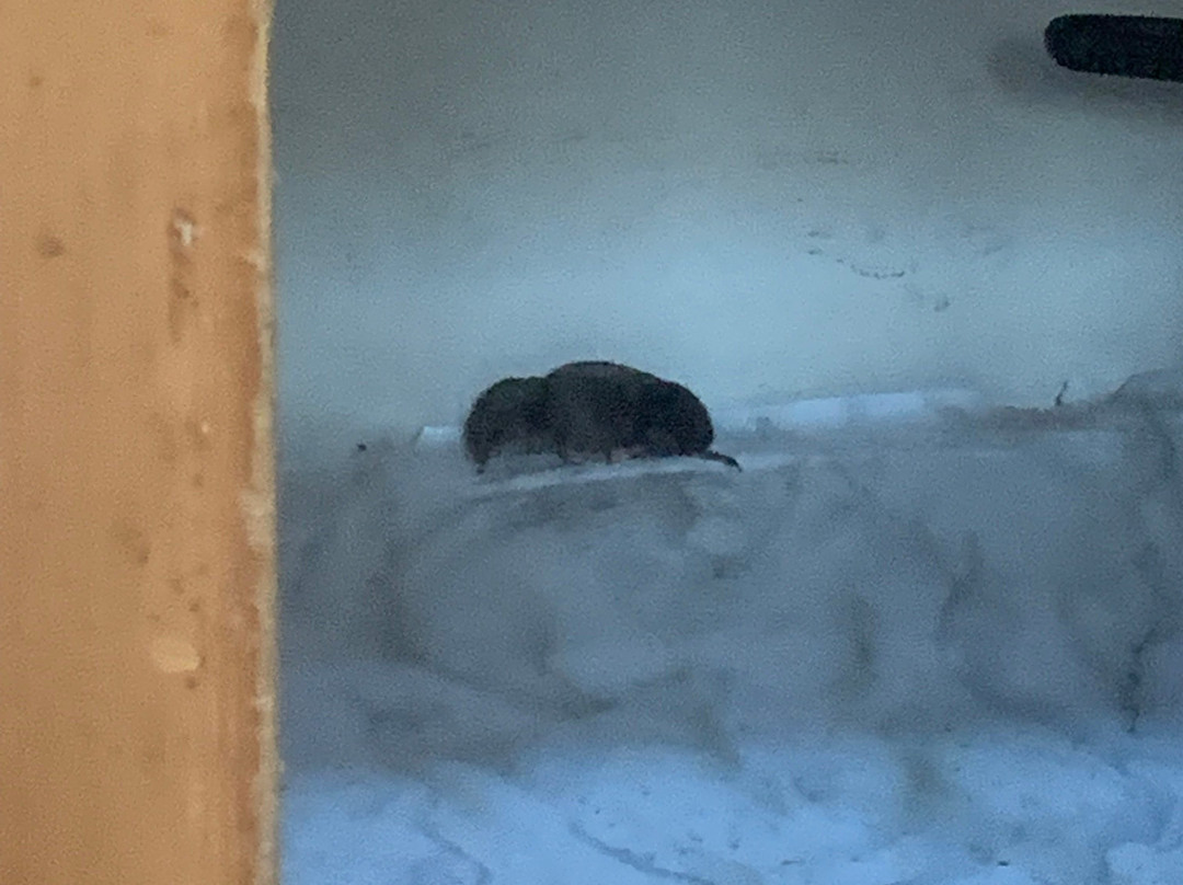 Ski Brule Resort主图