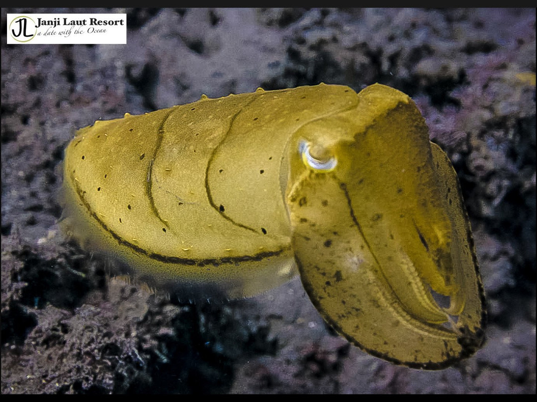 Janji Laut Diving Center景点图片