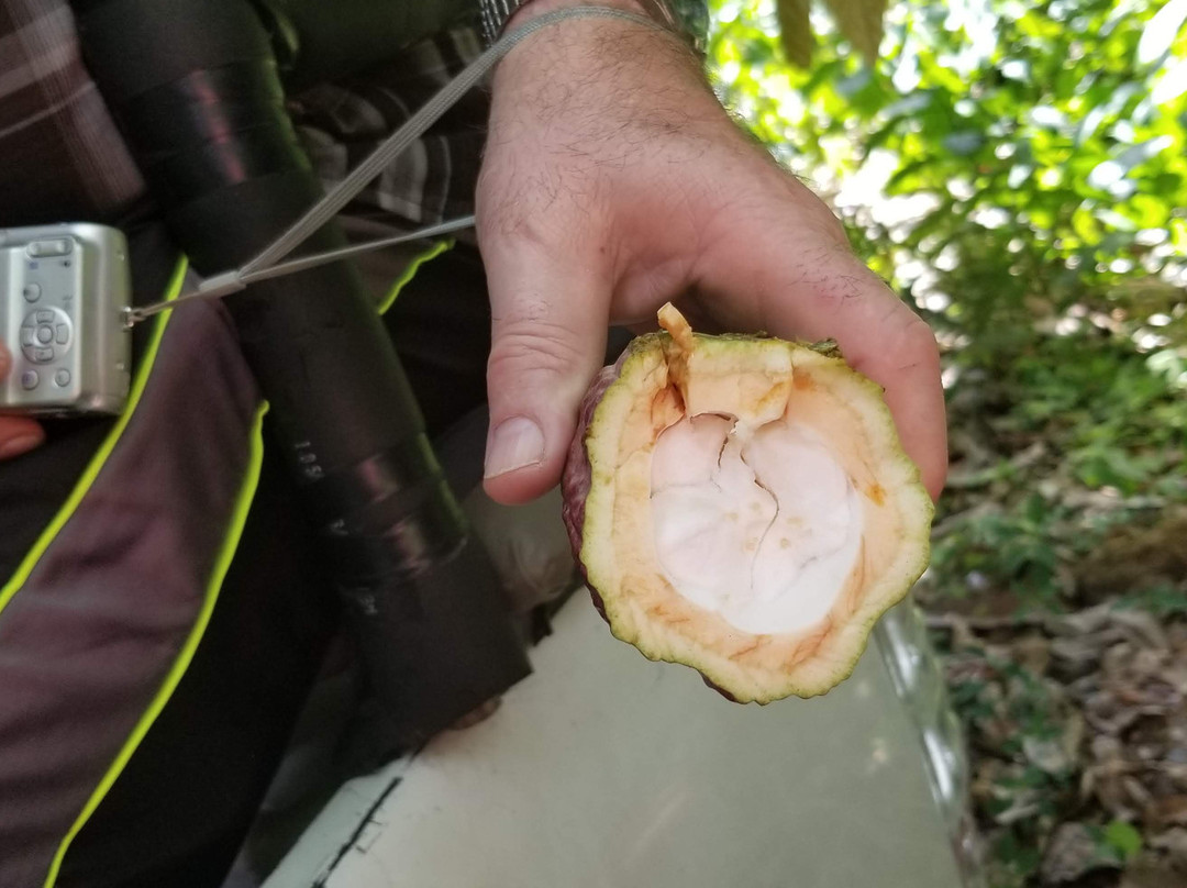 Tobago Off-Road Expeditions-斯卡伯勒必去景点