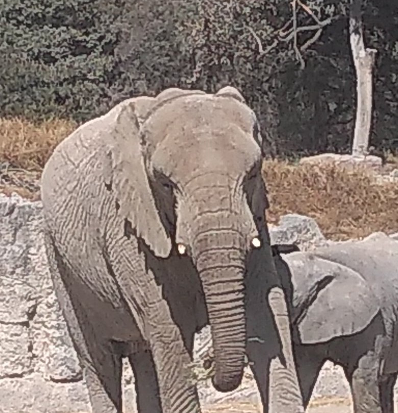 Africam Safari景点图片