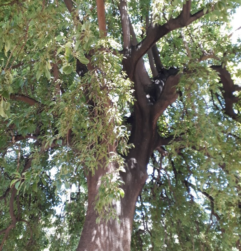 Plaza Rivadavia-Bahia Blanca必去景点