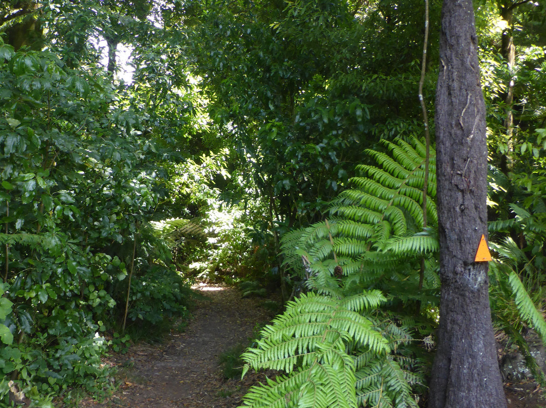 Rapurapu Kauri Track-怀卡托地区必去景点