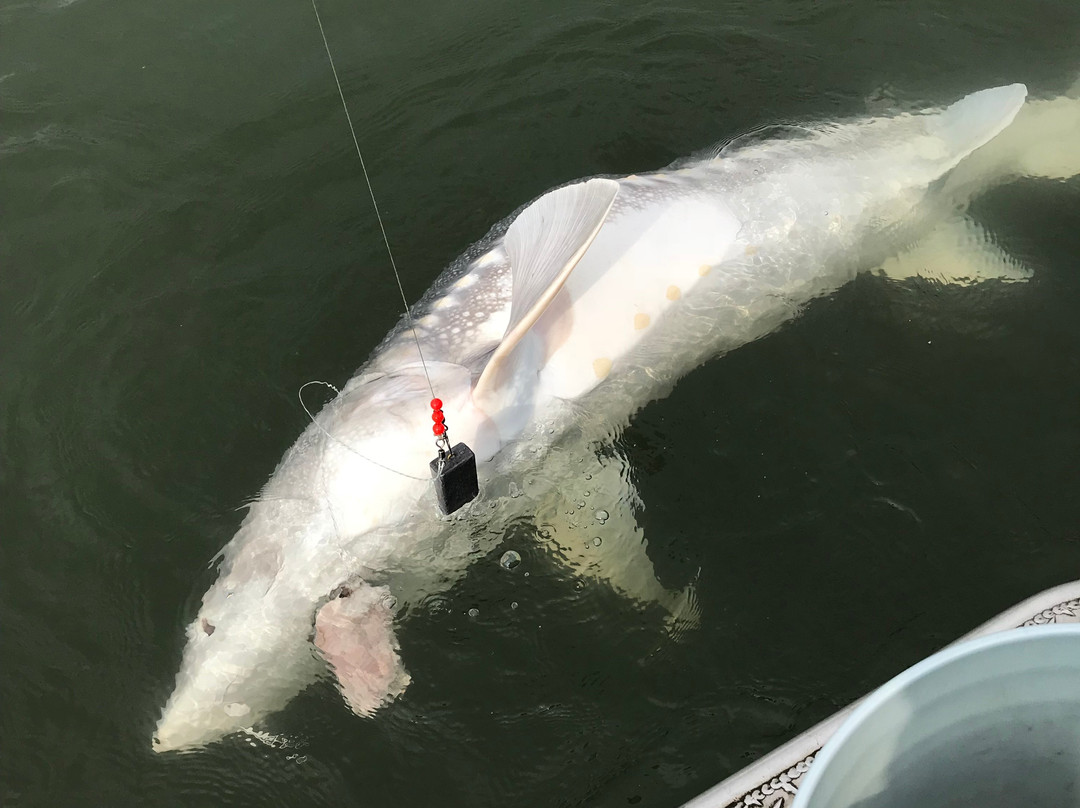 Silversides Fishing Adventures景点图片