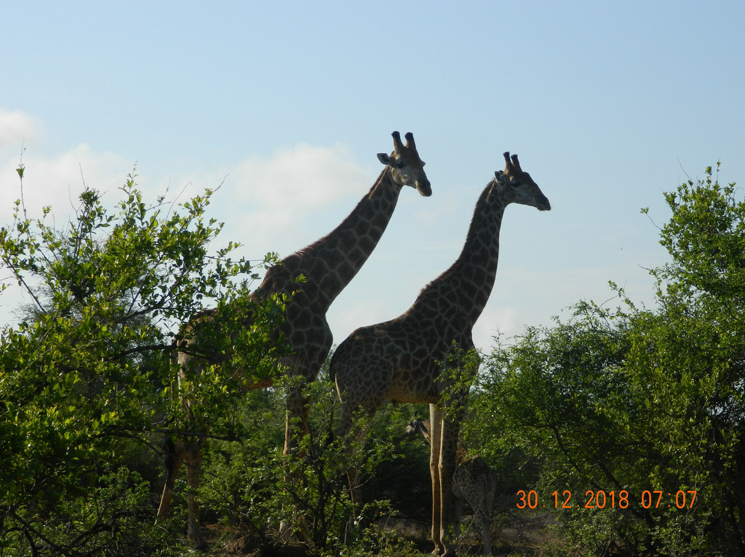 Moyo Wa Tandala Safari景点图片