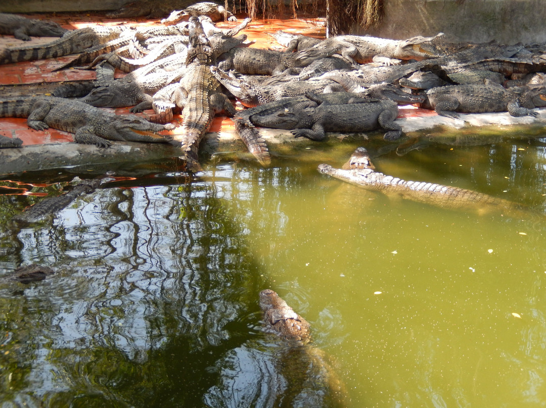 Blue Sky Crocodile Land (Long Xuyen Crocodile)景点图片