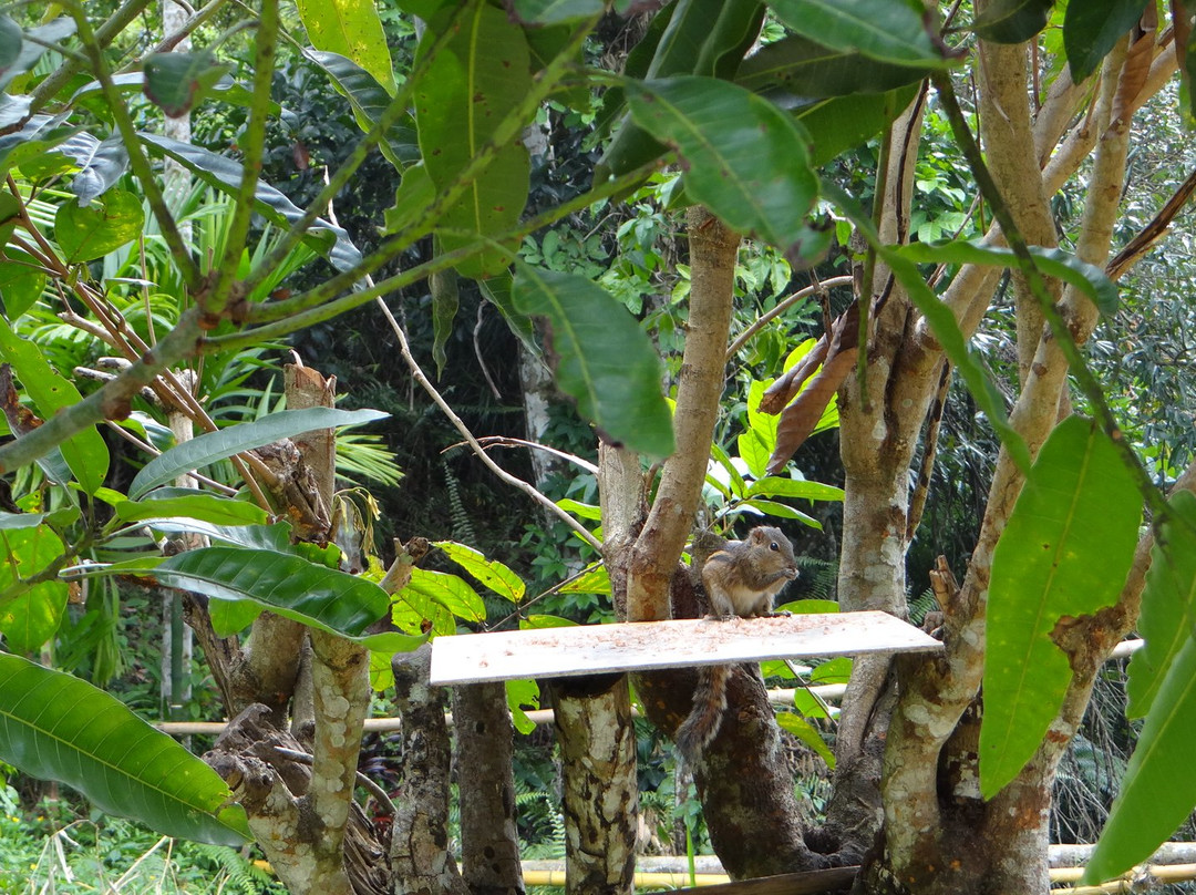 Sinharaja Green Homestay主图