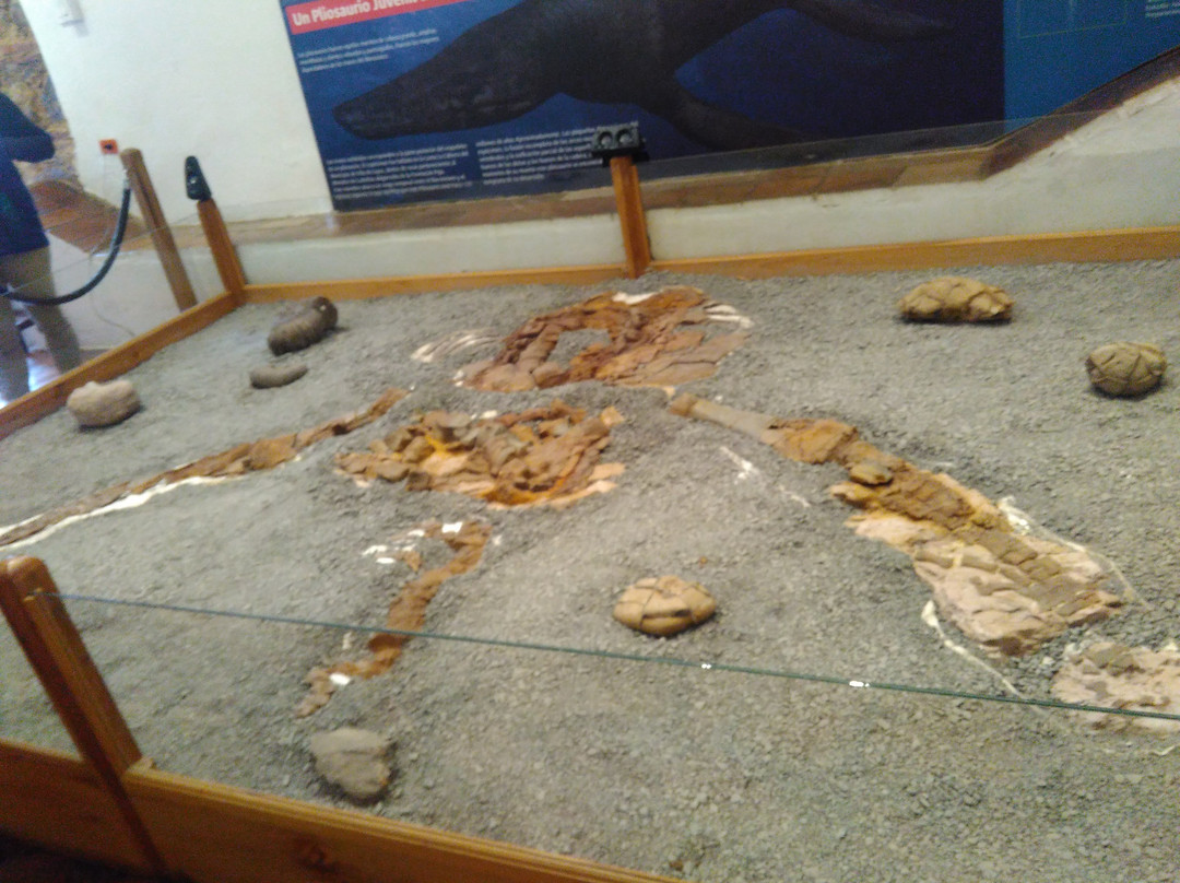 Museo Paleontologico de Villa de Leyva-莱瓦镇必去景点