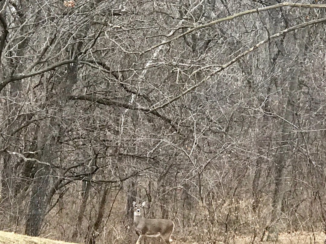 Wyandotte County Lake Park景点图片