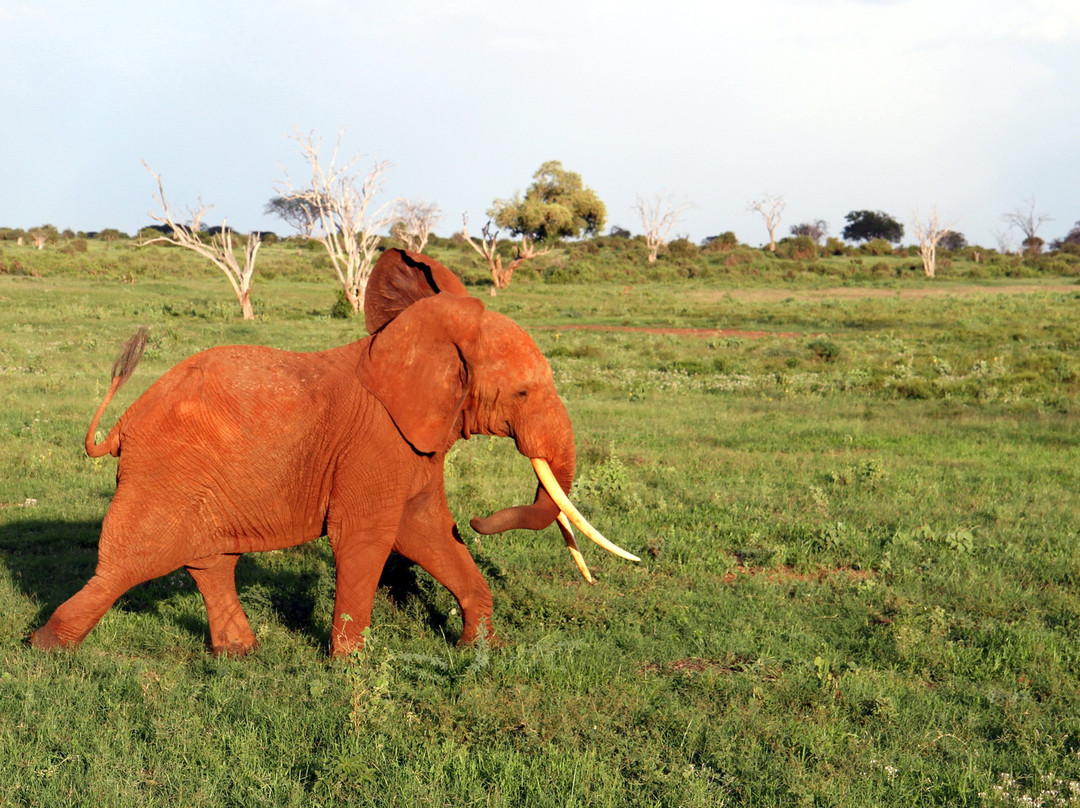Dream Kenya Safaris-迪亚尼必去景点