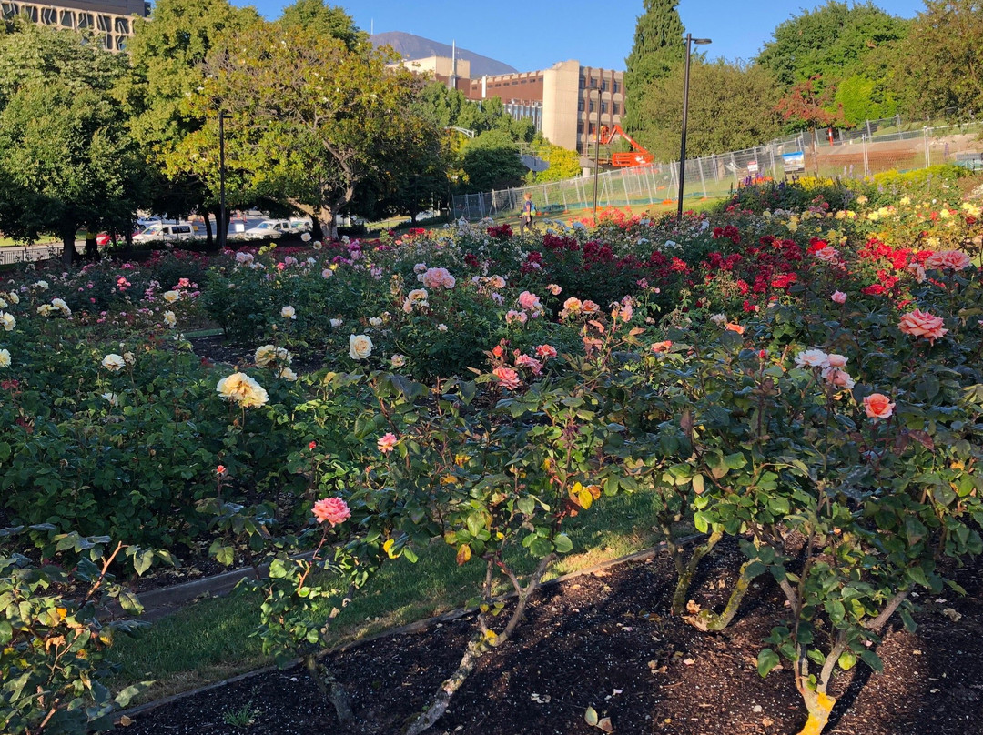 University Rose Garden景点图片