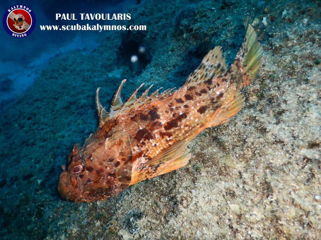 Kalymnos Diving-Pothia必去景点