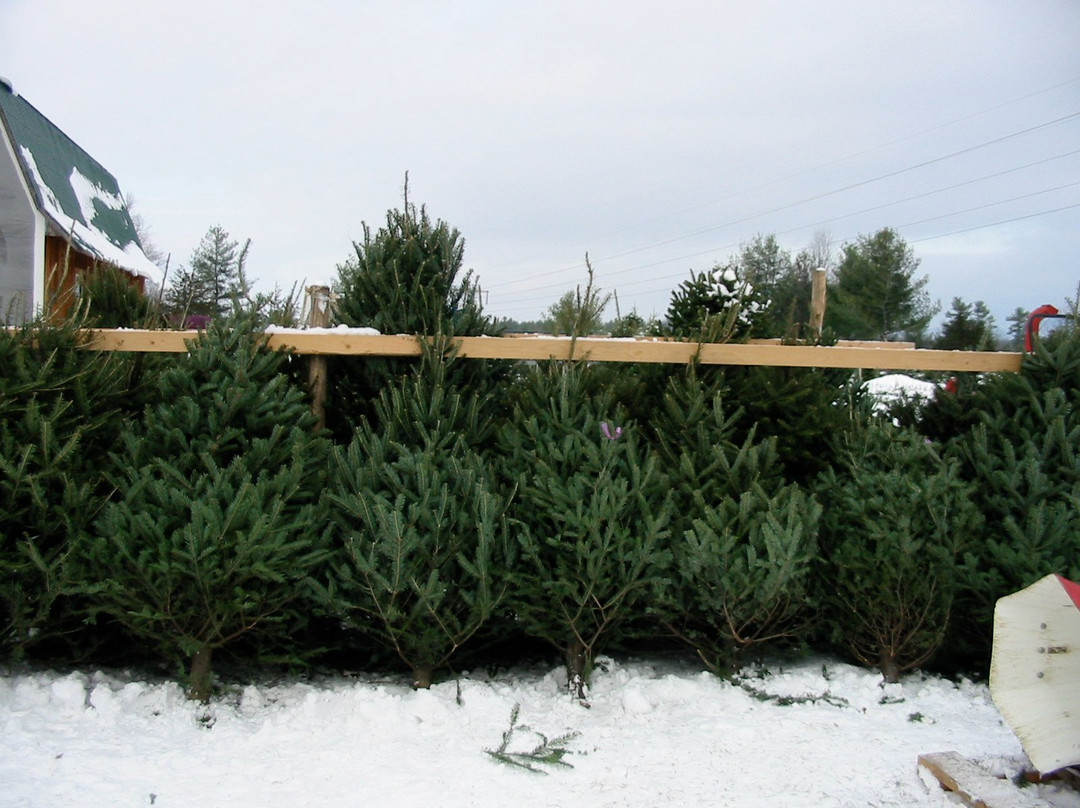 Werner Tree Farm-Middlebury必去景点