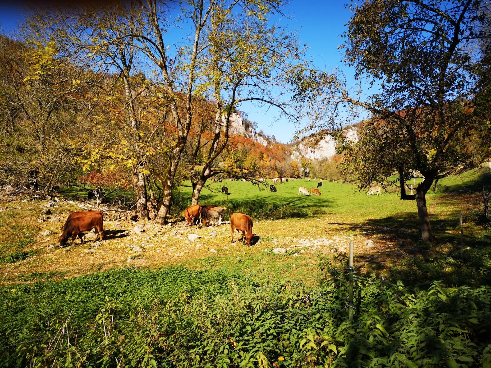 Gasthaus Jagerhaus-浴室