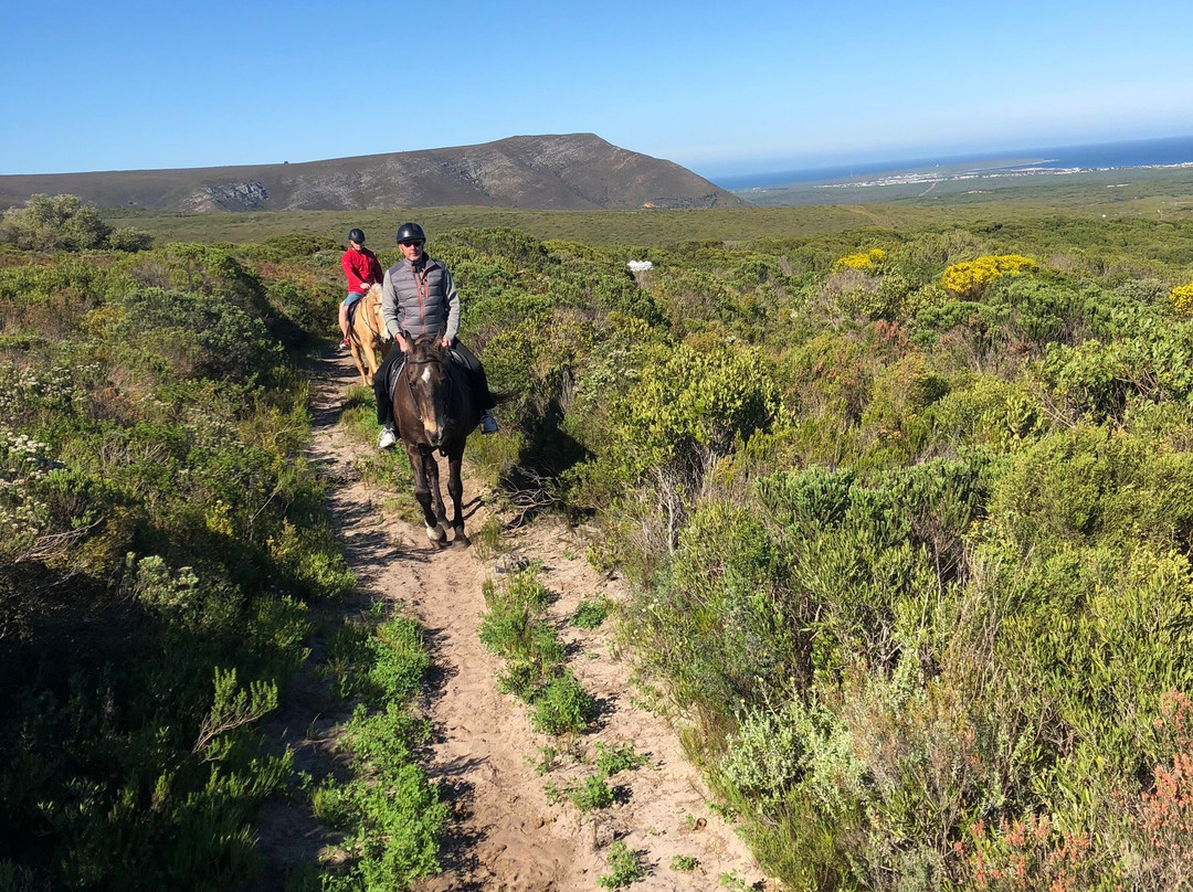 Horse Riding Grootbos Private Nature Reserve景点图片