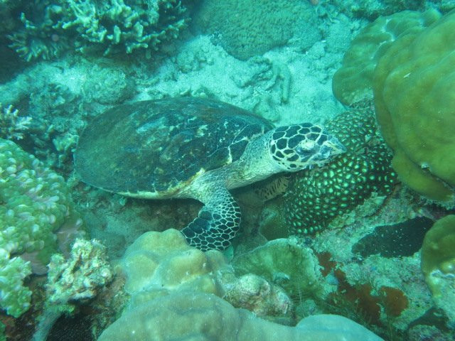 Renggis Island-刁曼岛必去景点