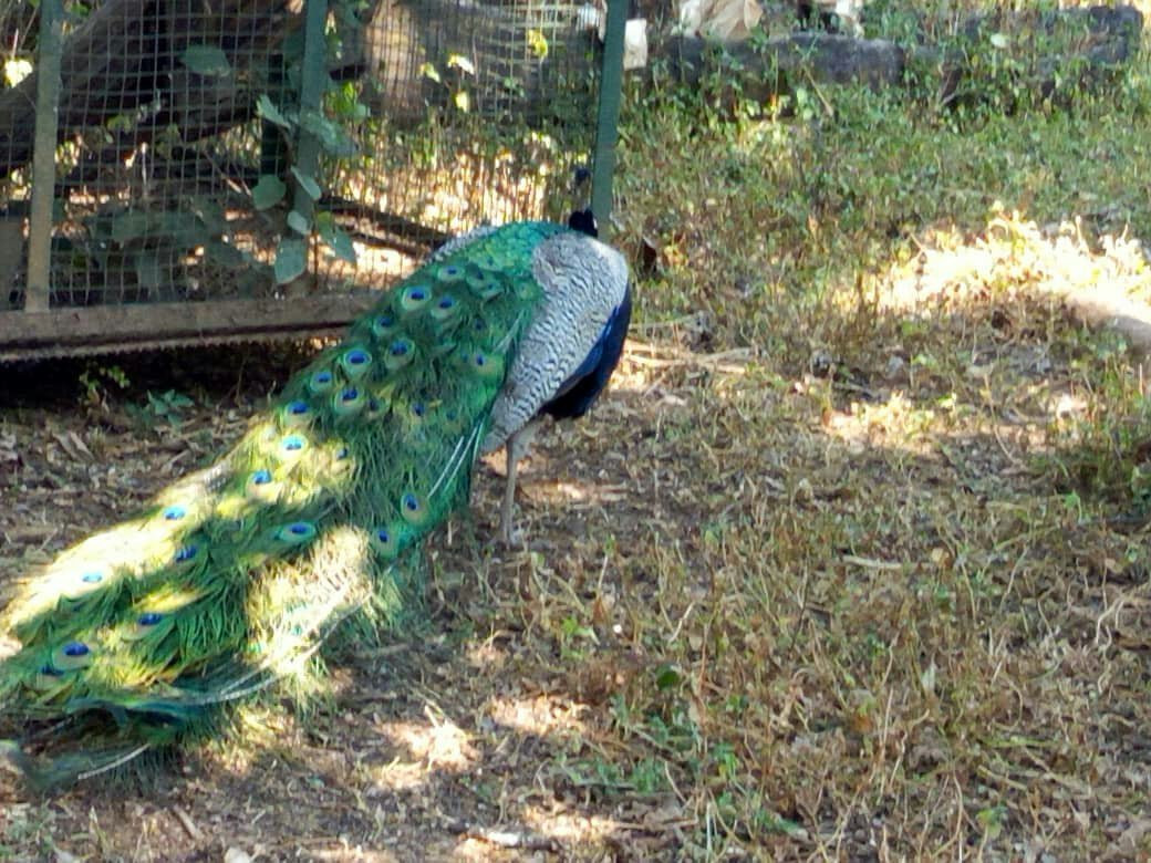 Chimfunshi Wildlife Orphanage-Chingola必去景点