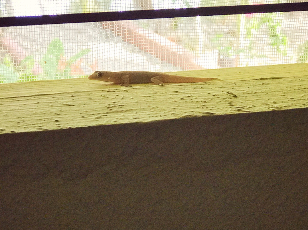 Calypso Resort主图