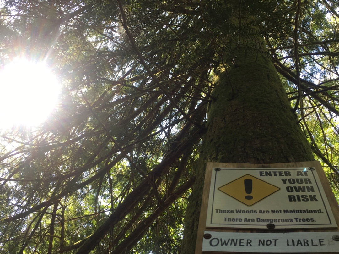 Wacky woods-Fanny Bay必去景点