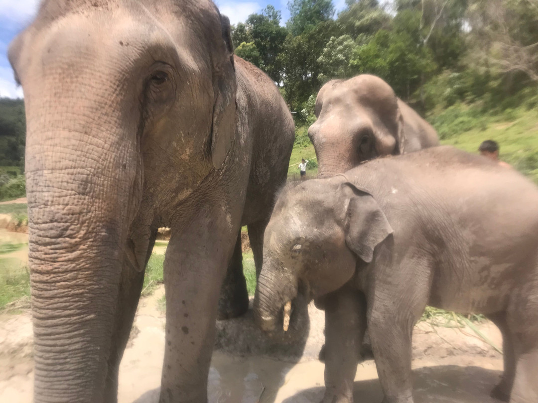 Elephant Pride Sanctuary-清迈必去景点