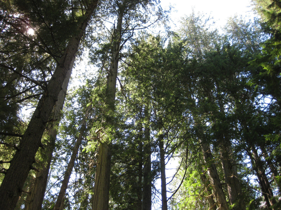 Giant Cedars Boardwalk Trail景点图片
