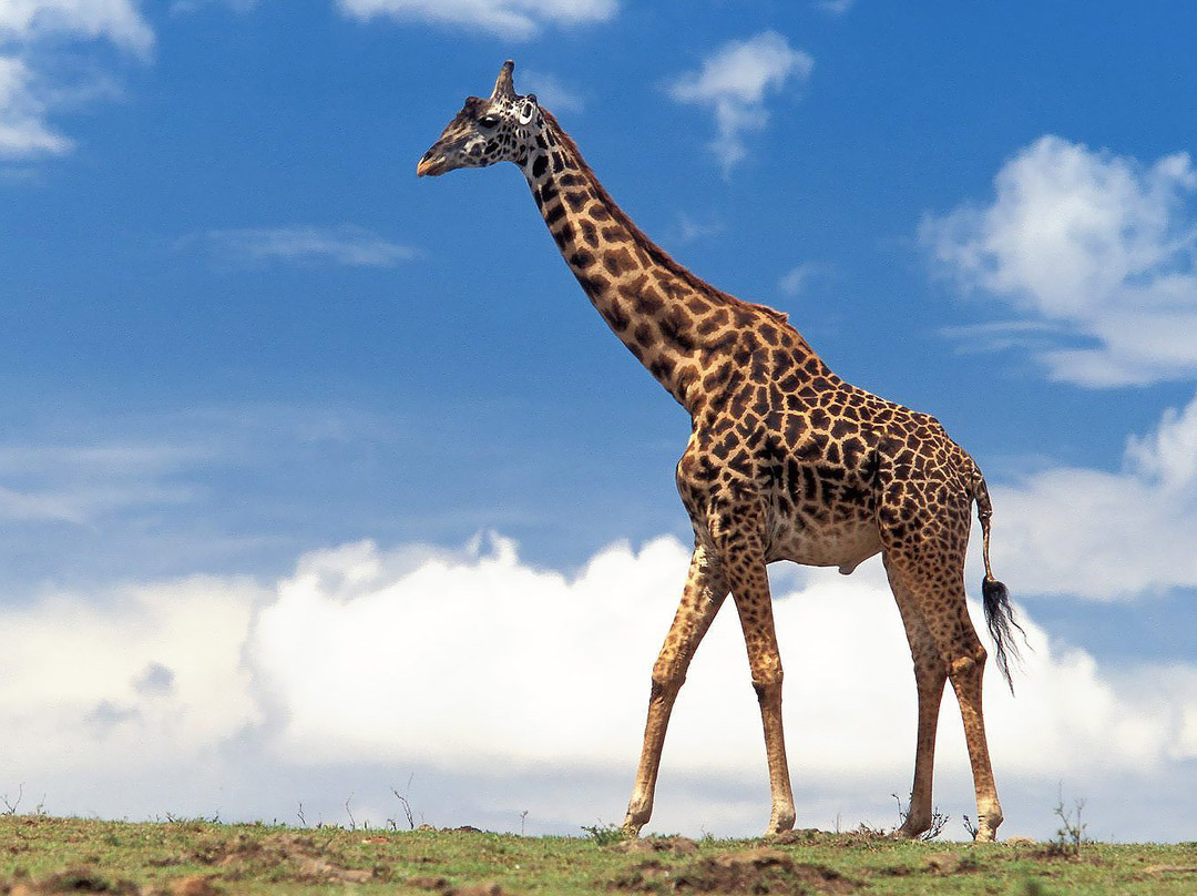 Twiga Adventures-莫西必去景点