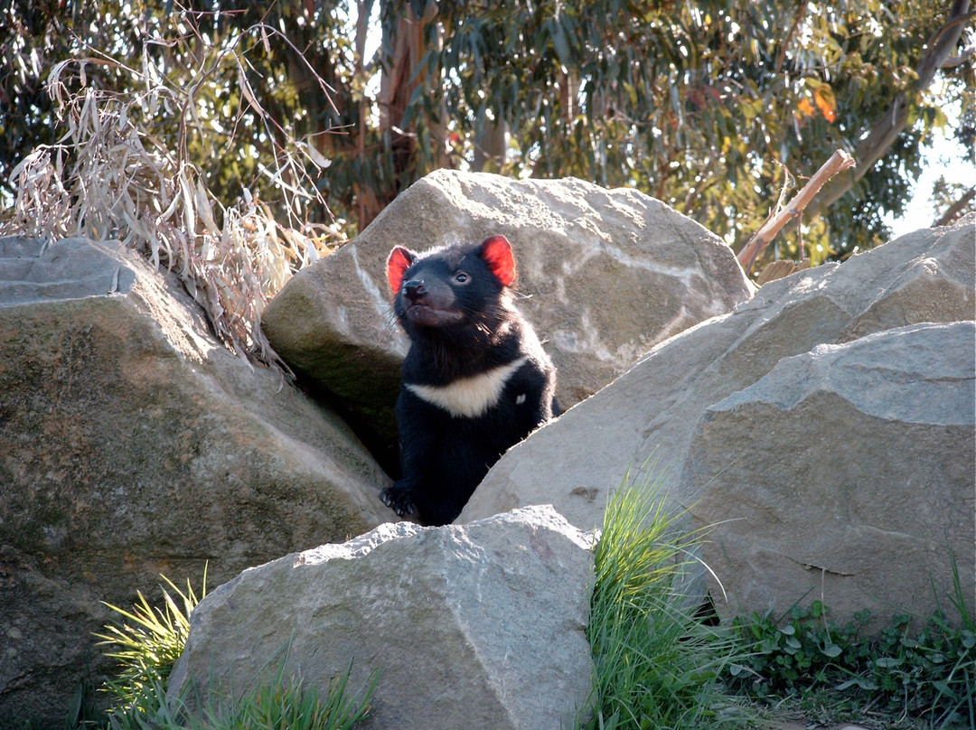 Trowunna Wildlife Sanctuary-茉莉溪必去景点