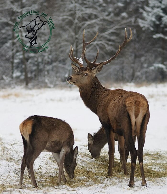 Albergo Al Pin主图