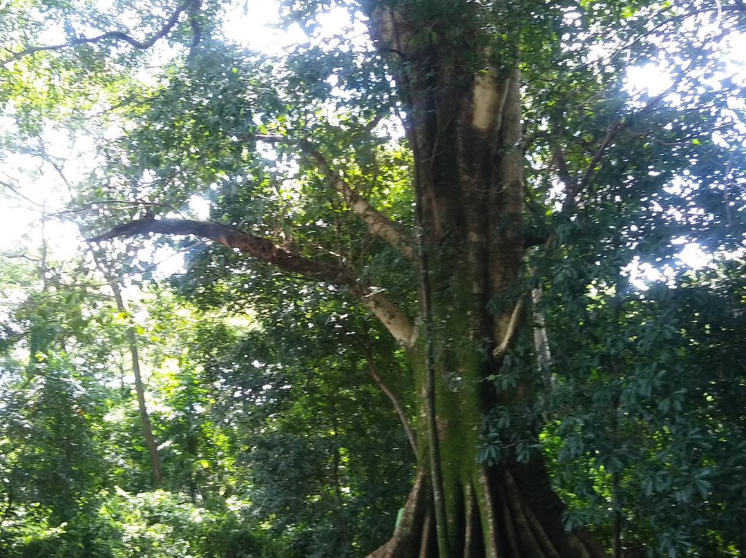 Mata do Ipê景点图片