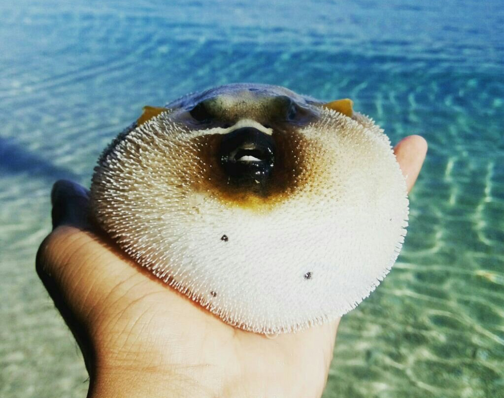 Pantai Imbo景点图片